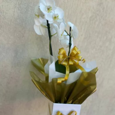 Orquídea Grande